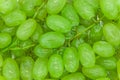 Bunches of green grapes with water drops background texture, closeup Royalty Free Stock Photo