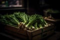 bunches of green onions in a box in a market stall, medieval fantasy, shaded background, front lighting