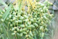 Bunches of green raw dates.