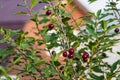 Bunches of group ripe red cherry berries with green leaves on a blur wooden house background in a garden in summer Royalty Free Stock Photo