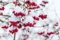 The Bunches of guelder rose snow-capped , in winter during the