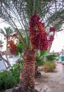 Bunches of hanging dates, on a date palm in Egypt