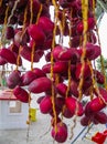 Bunches of hanging dates, on a date palm in Egypt