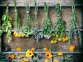 Bunches of healing herbs