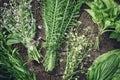 Bunches of healing herbs on wooden board. Herbal medicine. Royalty Free Stock Photo