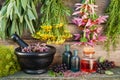 bunches of healing herbs on wooden wall, mortar, bottles and berries Royalty Free Stock Photo