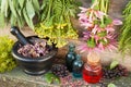 Bunches of healing herbs on wooden wall, mortar with dried plant Royalty Free Stock Photo