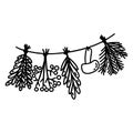 Bunches of herbs dried on rope with mushroom. Vector