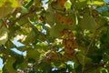 Bunches of Kiwi Fruit growing on a vine in Portugal Royalty Free Stock Photo