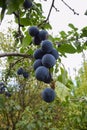 Bunches of large blue plums hang on the tree Royalty Free Stock Photo