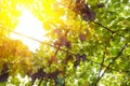 Bunches of large grapes hang on the vine in the garden in the open air with a pleasant warm light. Royalty Free Stock Photo