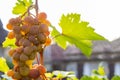 Bunches of large grapes hang on the vine in the garden in the open air with a pleasant warm light. Royalty Free Stock Photo