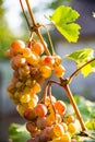 Bunches of large grapes hang on the vine in the garden in the open air with a pleasant warm light. Royalty Free Stock Photo