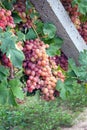 Bunches of large pink grapes on a background of green leaves. Royalty Free Stock Photo