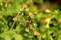 Bunches of Marvel of Peru or Mirabilis jalapa long lived plants with closed tubular orange and pink flowers with oblong leaves Royalty Free Stock Photo