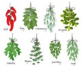 Bunches of medicinal aromatic herbs