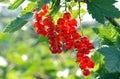 Bunches of mellow red currant