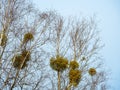 Bunches of mistletoe on a birch branches against the sky Royalty Free Stock Photo