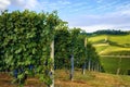 Grapes of nebbiolo in the vineyard of barolo Italy Royalty Free Stock Photo