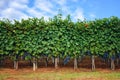 Grapes of nebbiolo in the vineyard of barolo Italy Royalty Free Stock Photo