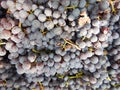 Clusters of Nebbiolo grapes in the Langhe, Piedmont - Italy Royalty Free Stock Photo