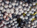 Clusters of Nebbiolo grapes in the Langhe, Piedmont - Italy Royalty Free Stock Photo