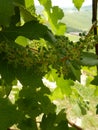 Bunches of Nebbiolo grapes growing in the Cannubi vineyards, Barolo - Piedmont - Italy Royalty Free Stock Photo