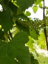 Bunches of Nebbiolo grapes growing in the Cannubi vineyards, Barolo - Piedmont - Italy Royalty Free Stock Photo