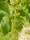 Bunches of Nebbiolo grapes growing in the Cannubi vineyards, Barolo - Piedmont - Italy Royalty Free Stock Photo