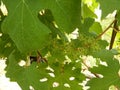 Bunches of Nebbiolo grapes growing in the Cannubi vineyards, Barolo - Piedmont - Italy Royalty Free Stock Photo