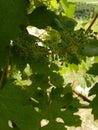 Bunches of Nebbiolo grapes growing in the Cannubi vineyards, Barolo - Piedmont - Italy Royalty Free Stock Photo