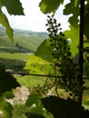 Bunches of Nebbiolo grapes growing in the Cannubi vineyards, Barolo - Piedmont - Italy Royalty Free Stock Photo