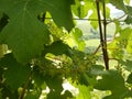 Bunches of Nebbiolo grapes growing in the Cannubi vineyards, Barolo - Piedmont - Italy Royalty Free Stock Photo