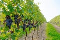 Bunches in a Nebbiolo vineyard