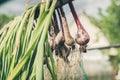 Bunches of onions hanging