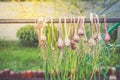 Bunches of onions hanging