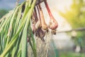 Bunches of onions hanging