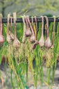 Bunches of onions hanging
