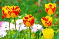 Bunches of Closeup orange tulips in the garden