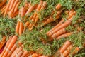 Bunches of Organic Carrots