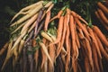 Bunches of organic rainbow carrots at a farmers market