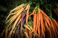 Bunches of organic rainbow carrots at a farmers market