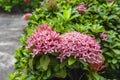 Bunches of petite pink petals Ixora hybrid blossom on green leaf, know as west Indian jasmine or jungle flame, close up photo Royalty Free Stock Photo