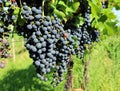 Bunches of Pignolo grapes hanging on vine. Royalty Free Stock Photo