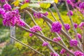 Bunches of pink flowers Royalty Free Stock Photo