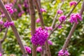 Bunches of pink flowers Royalty Free Stock Photo