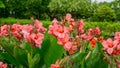 Bunches of pink petals of Canna Lily know as Indian short plant or Bulsarana flower blossom on green leaves in a garden