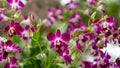 Bunches of pink petals Dendrobium hybrid orchid blossom on dark green leaves blurry background Royalty Free Stock Photo