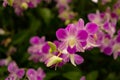 Bunches of pink petals Dendrobium hybrid orchid on dark green leaves blurry background