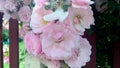 Bunches of pink powdery roses moton in the garden. Powder roses background.